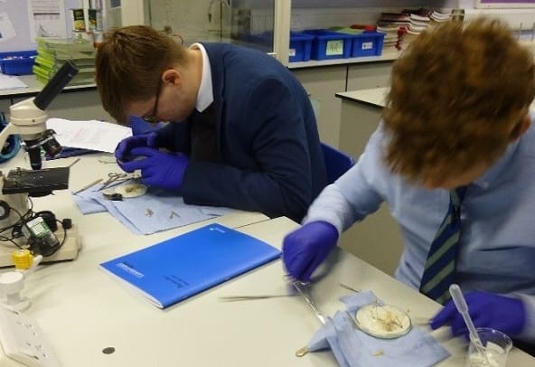Year 12 dissection in Biology - Newcastle School for Boys